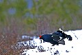 Position caractéristique du tétras-lyre qui roucoule. 
  
 Suede,tetras-lyre,coq,place de chant,neige  
 