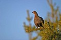  Suède,tétras-lyre,poule,place de chant  
 