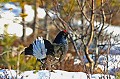  
 Suede,tetras-lyre,coq,place de chant,neige  
 