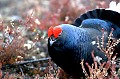  
 Suede,tetras-lyre,coq,place de chant  
 