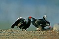  Suede,tetras-lyre,coq,place de chant,combat  
 