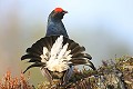  
 Suede,tetras-lyre,coq,place de chant  
 
