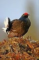  Suede,tetras-lyre,coq,place de chant,neige  
 