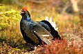  Suede,tetras-lyre,coq,place de chant  
 