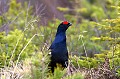  
 Suede,tetras-lyre,coq,place de chant  
 
