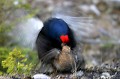  Suede,tetras-lyre,coq,place de chant,accouplement  
 