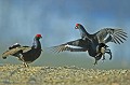  
 Suede,tetras-lyre,combat,coq,place de chant  
 
