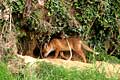 En milieu de matinée, les uns après les autres, les renardeaux rentrent au terrier. Mammifère, renard, terrier, 