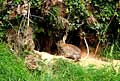 A mon grand étonnement, le lapin entre à son tour dans le terrier: Aujourd'hui, ce sera repas de fête pour les jeunes renards. Mammifère, renard, terrier,lapin 