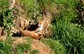 La matinée se passe en poursuites, jeux... Mammifère, renard, terrier, 