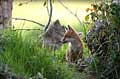 D'autres rêvent. Mammifère, renard, terrier 