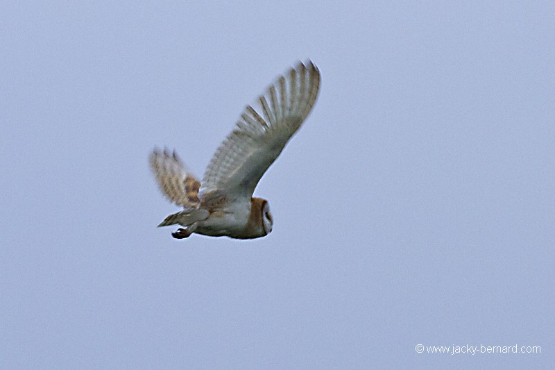 Chouette effraie, rapace nocturne?