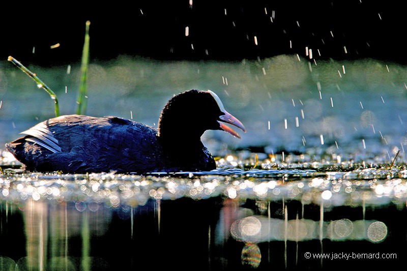 La foulque chante sous la douche.