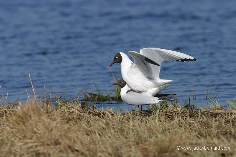 Accouplement de mouettes rieuses