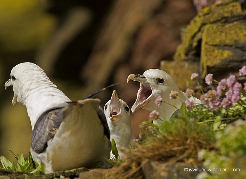 Fulmars