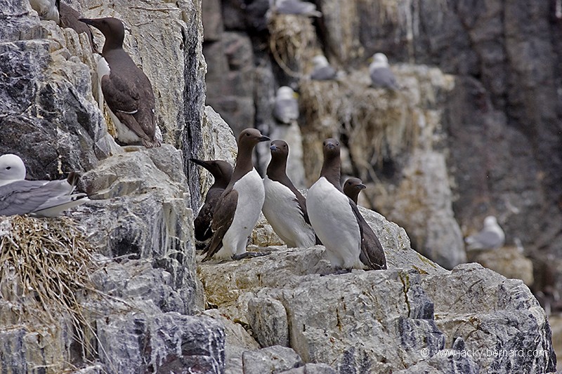 Guillemots