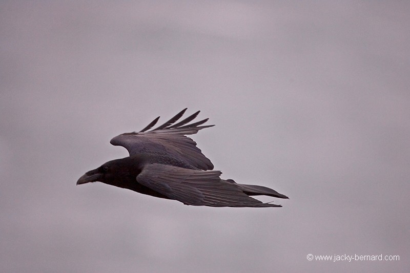 Grand corbeau