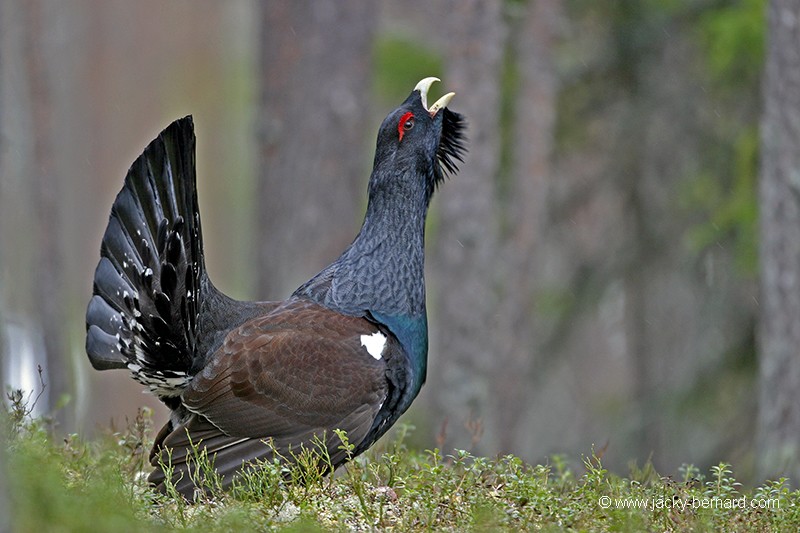 Coq sur la place de chant