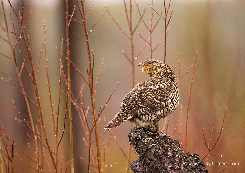 Poule branchée