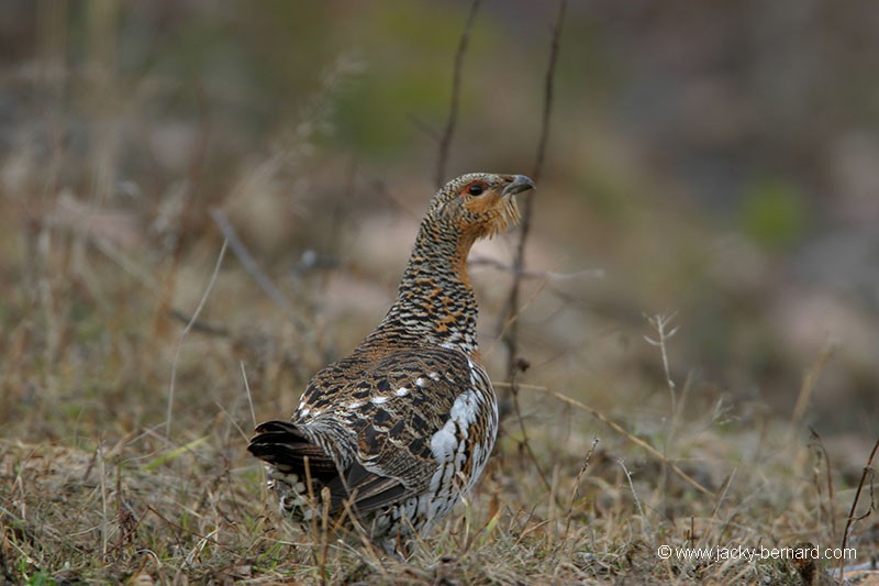 Une poule s'approche...