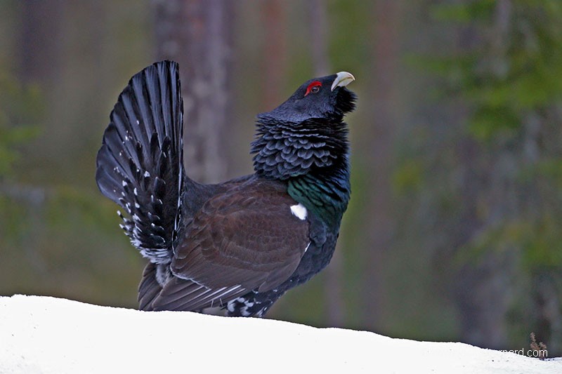 Parade sur la neige