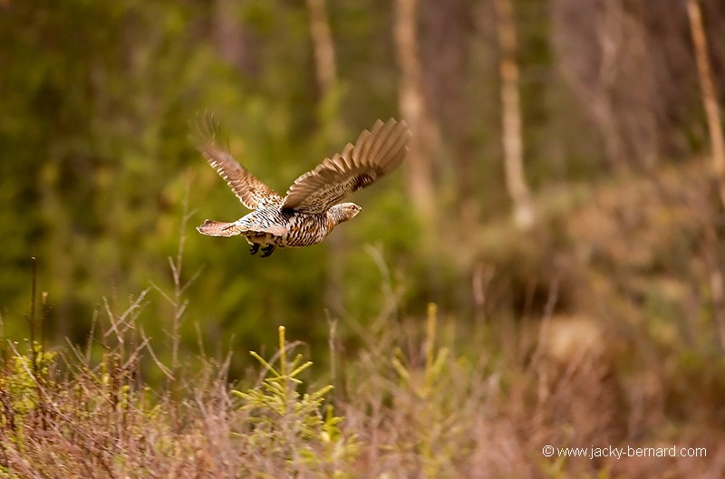 Envol de poule de grand tétras