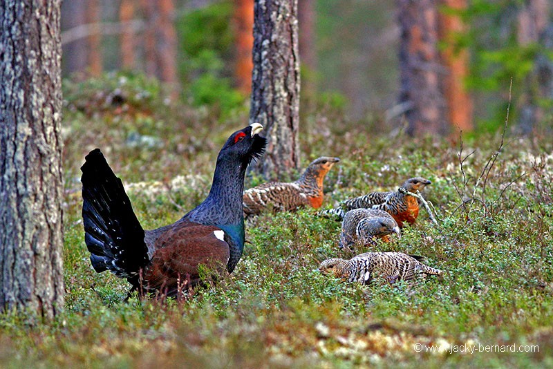 Tétras accompagné de 4 poules