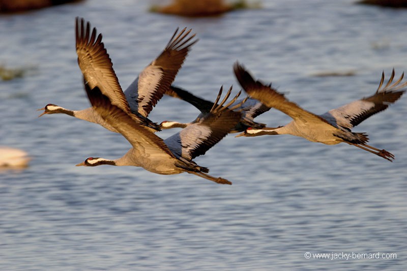 Des grues volent...