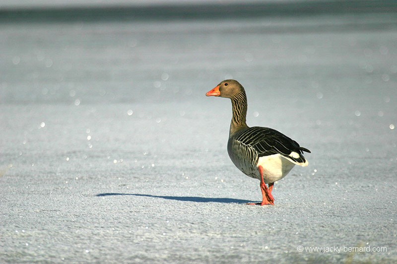 Le lac gelé