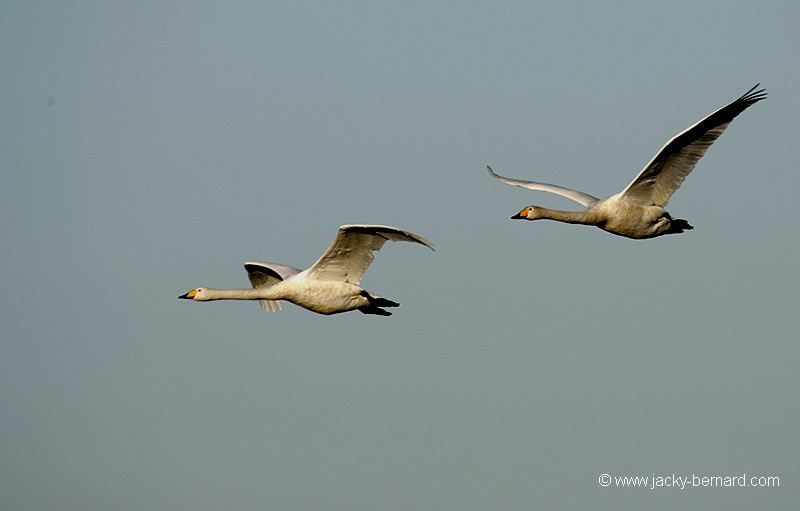 Vol de cygnes chanteurs