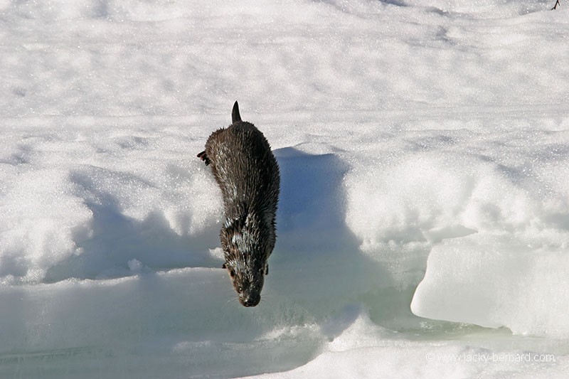 Loutre