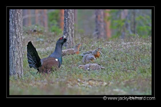Tétras accompagné de 4 poules