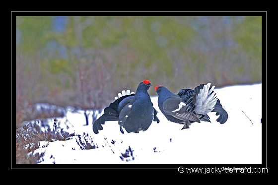 Combat sur la neige