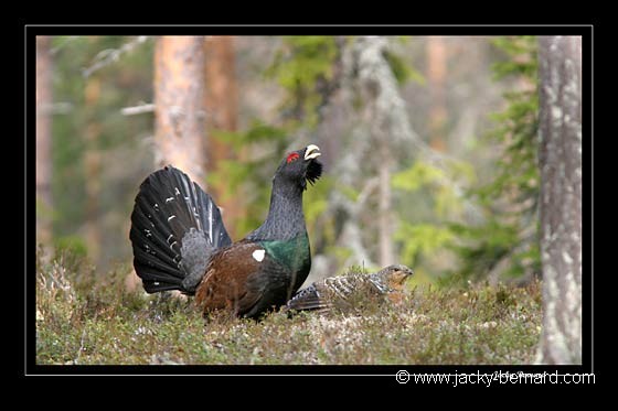Coq et poule grands tétras sur la place de chant