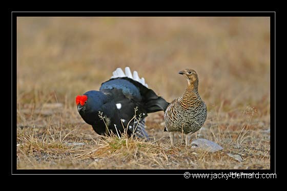 Tétras-lyres, coq et poule sur la place de chant