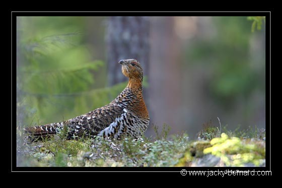 Poule de grand tétras