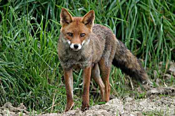 Rencontre inattendue