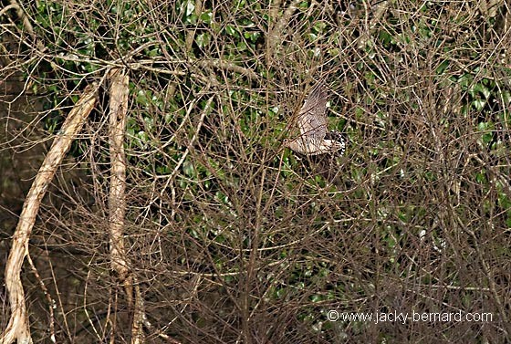 .Passage parmi les branches.