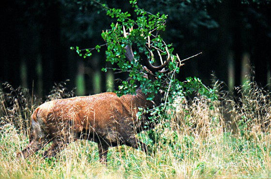 L'art du camouflage