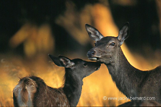 Tendresse