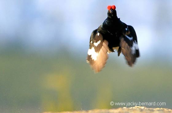 Saut sur place