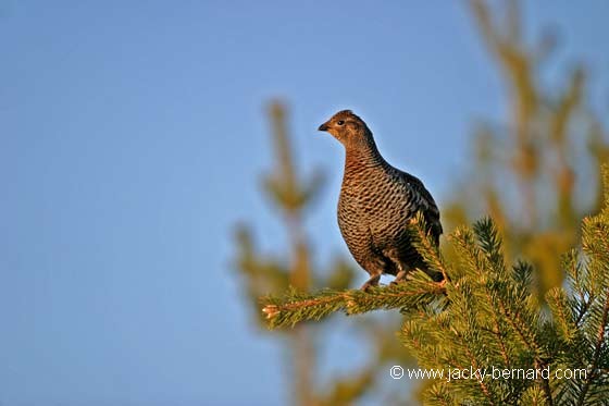 L'observatrice