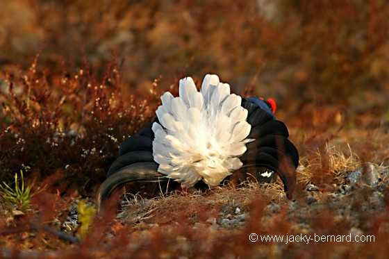 Une fleur dans les bruyères