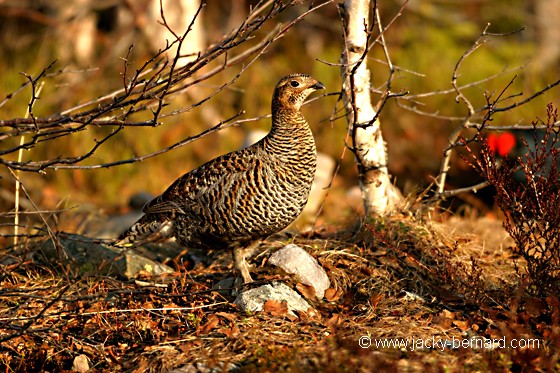 Poule indécise