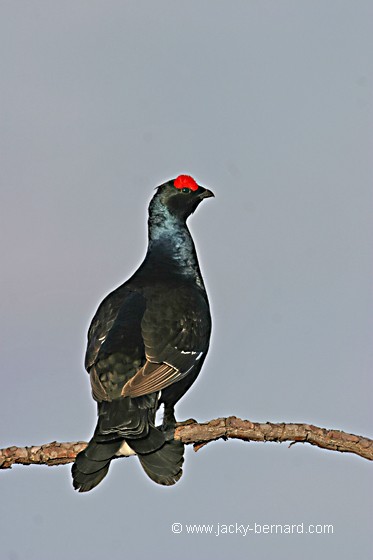 L'observateur