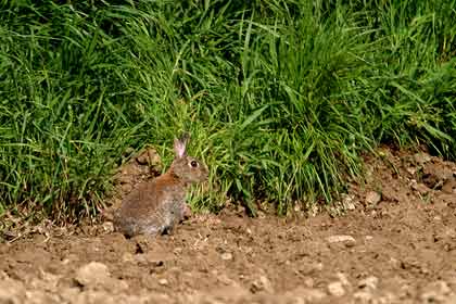 L'arrivée du lapin.