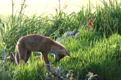 Je chasse comme maman.